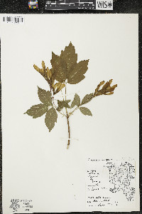 Acer negundo var. negundo image