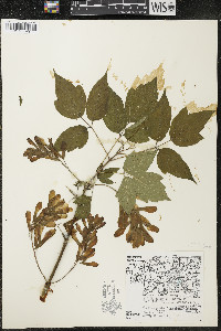 Acer negundo var. violaceum image
