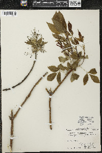Acer negundo var. violaceum image