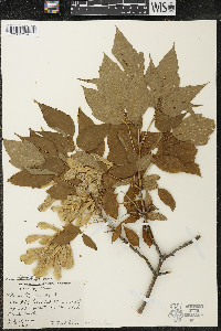 Acer negundo var. violaceum image