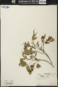 Acer negundo var. violaceum image