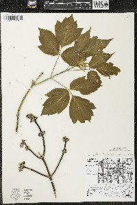 Acer negundo var. violaceum image