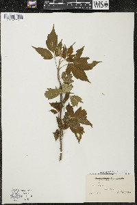 Acer negundo var. violaceum image