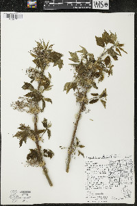 Acer negundo var. violaceum image