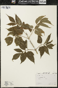 Acer negundo var. violaceum image