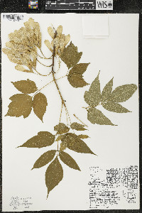 Acer negundo var. violaceum image
