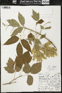 Acer negundo var. violaceum image