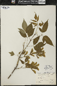 Acer negundo var. violaceum image