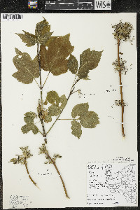 Acer negundo var. violaceum image