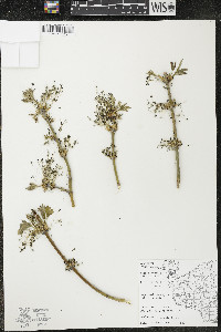 Acer negundo var. violaceum image