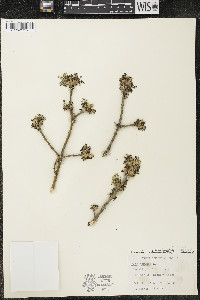Acer negundo var. violaceum image