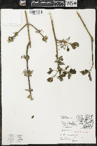 Acer negundo var. violaceum image