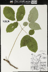 Aralia nudicaulis image