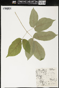 Aralia nudicaulis image