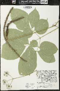 Aralia nudicaulis image