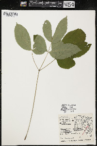 Aralia nudicaulis image