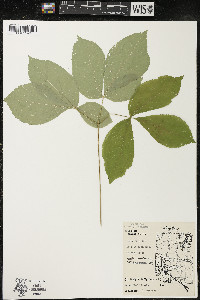 Aralia nudicaulis image