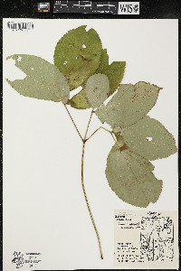 Aralia nudicaulis image