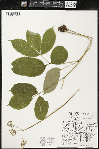 Aralia nudicaulis image