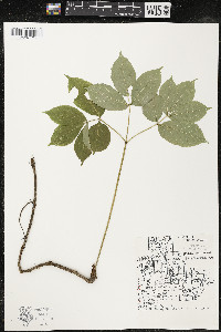 Aralia nudicaulis image