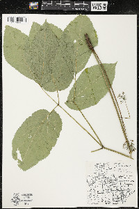 Aralia nudicaulis image