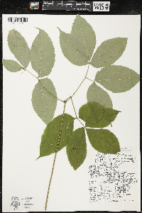 Aralia nudicaulis image