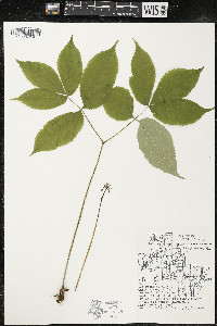 Aralia nudicaulis image