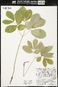 Aralia nudicaulis image