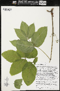 Aralia nudicaulis image