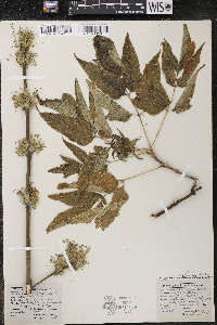 Acer negundo var. violaceum image