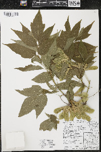 Acer negundo var. violaceum image
