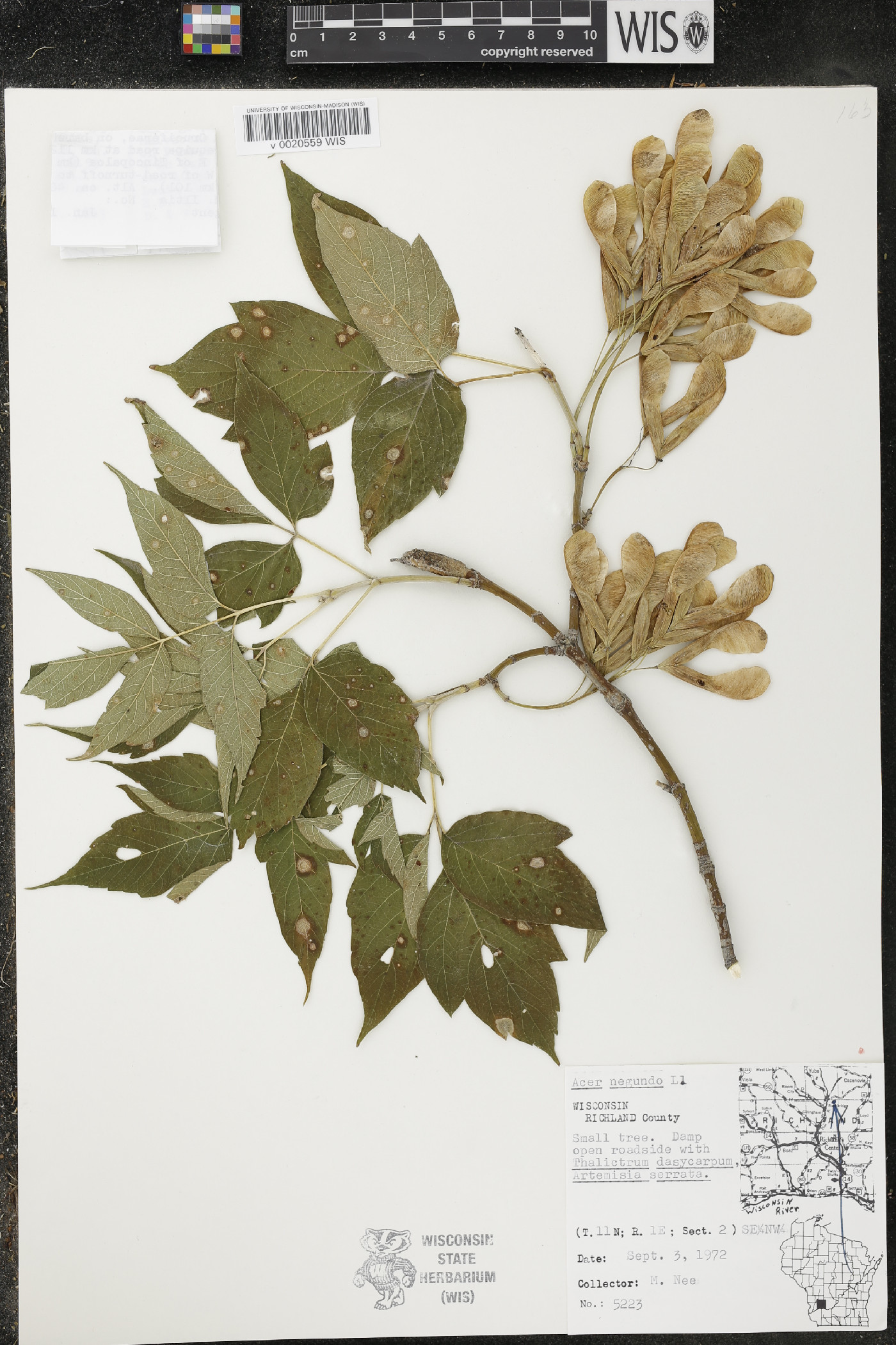 Acer negundo var. violaceum image