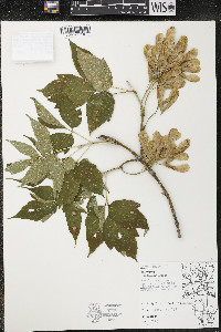 Acer negundo var. violaceum image