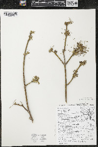 Acer negundo var. violaceum image