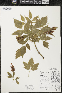 Acer negundo var. violaceum image