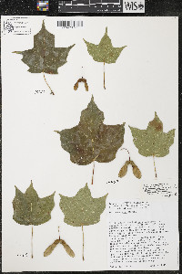 Acer nigrum image