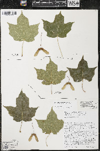 Acer nigrum image