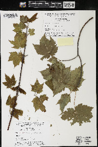 Acer spicatum image
