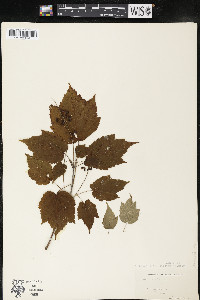 Acer spicatum image