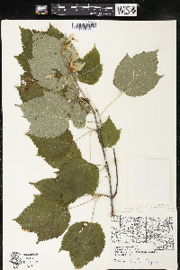 Acer spicatum image