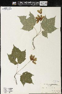 Acer spicatum image