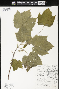 Acer spicatum image