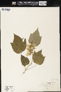Acer spicatum image