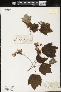 Acer spicatum image