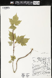 Acer spicatum image