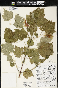 Acer spicatum image