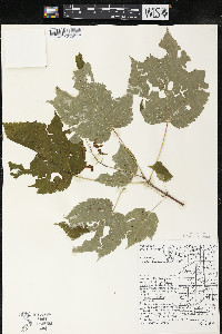 Acer spicatum image