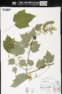 Acer spicatum image