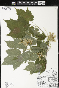 Acer spicatum image