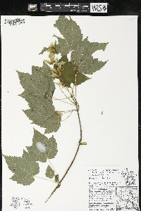 Acer spicatum image